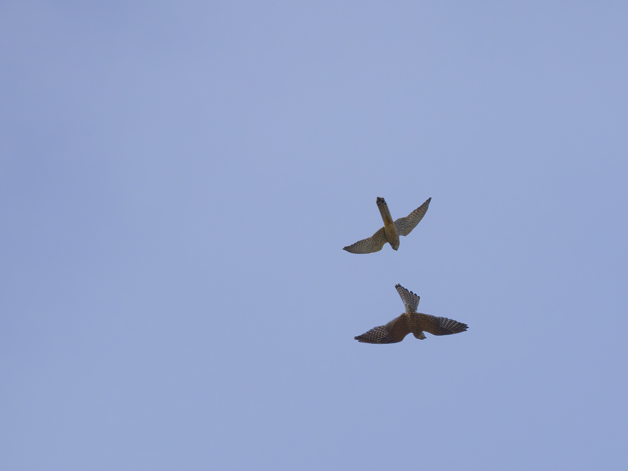 Rückenflieger